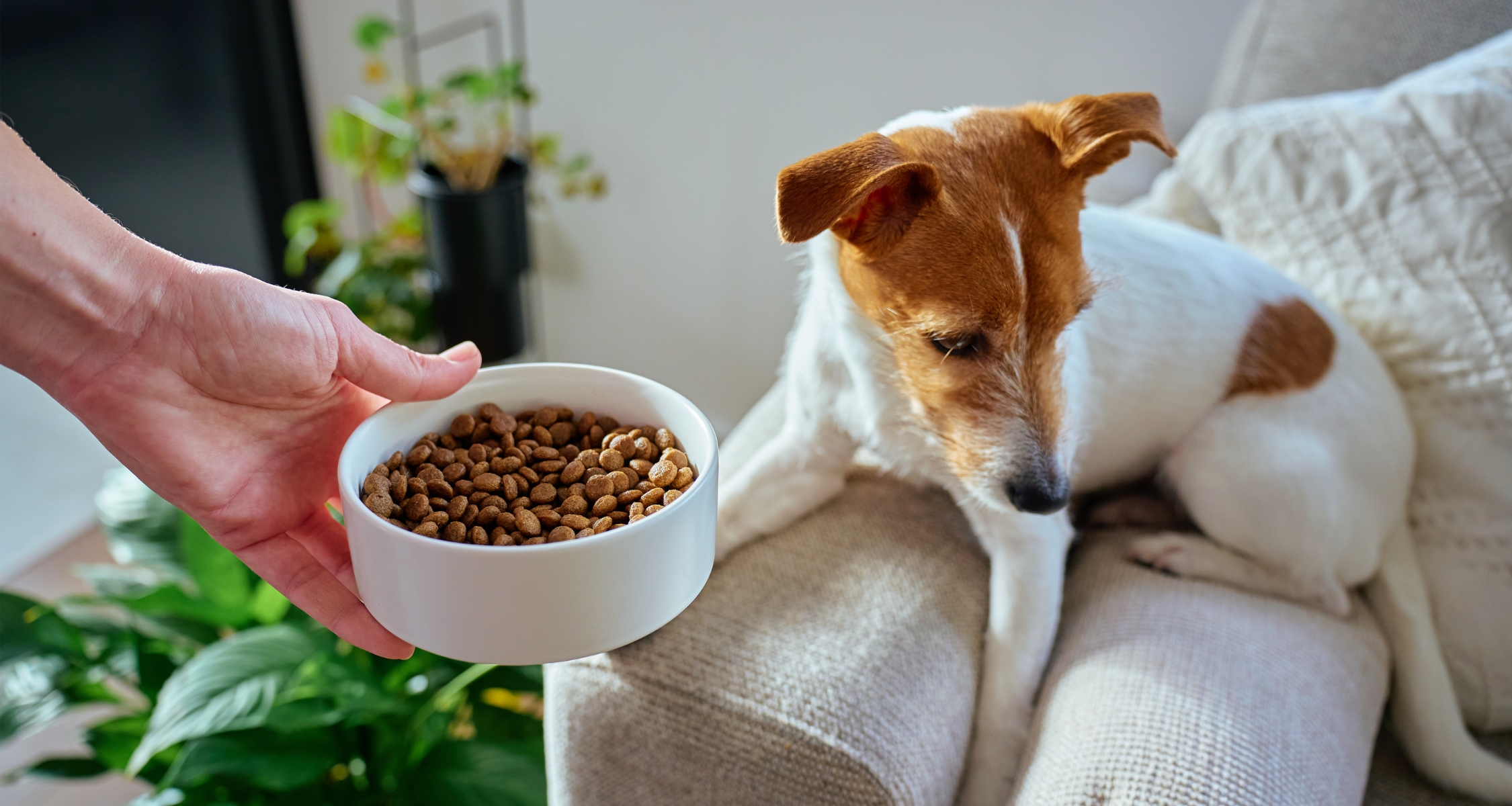 Pes má průjem a nechce jíst_ co dělat a kdy jet k veterináři-1